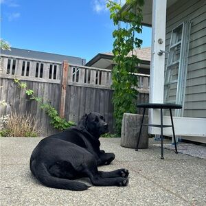 Meet your Posher, Allie